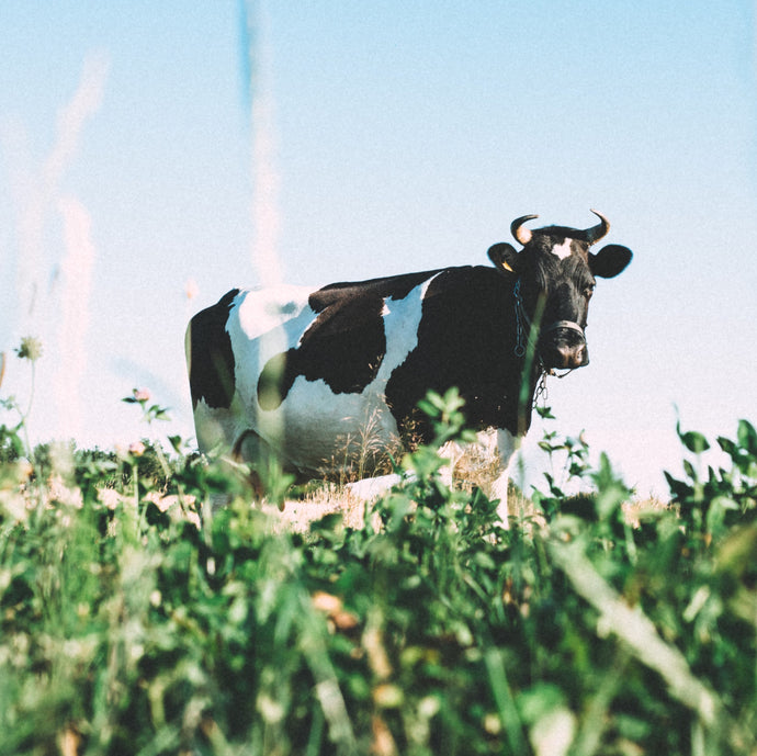 Dairy Dairy Quite Contrary!